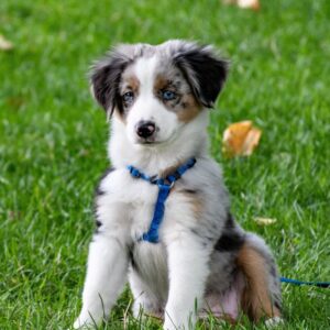 Puppycursus november - Donderdags 18:30 uur